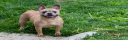 French Bulldog dogs for sale: Copper - Ad 17