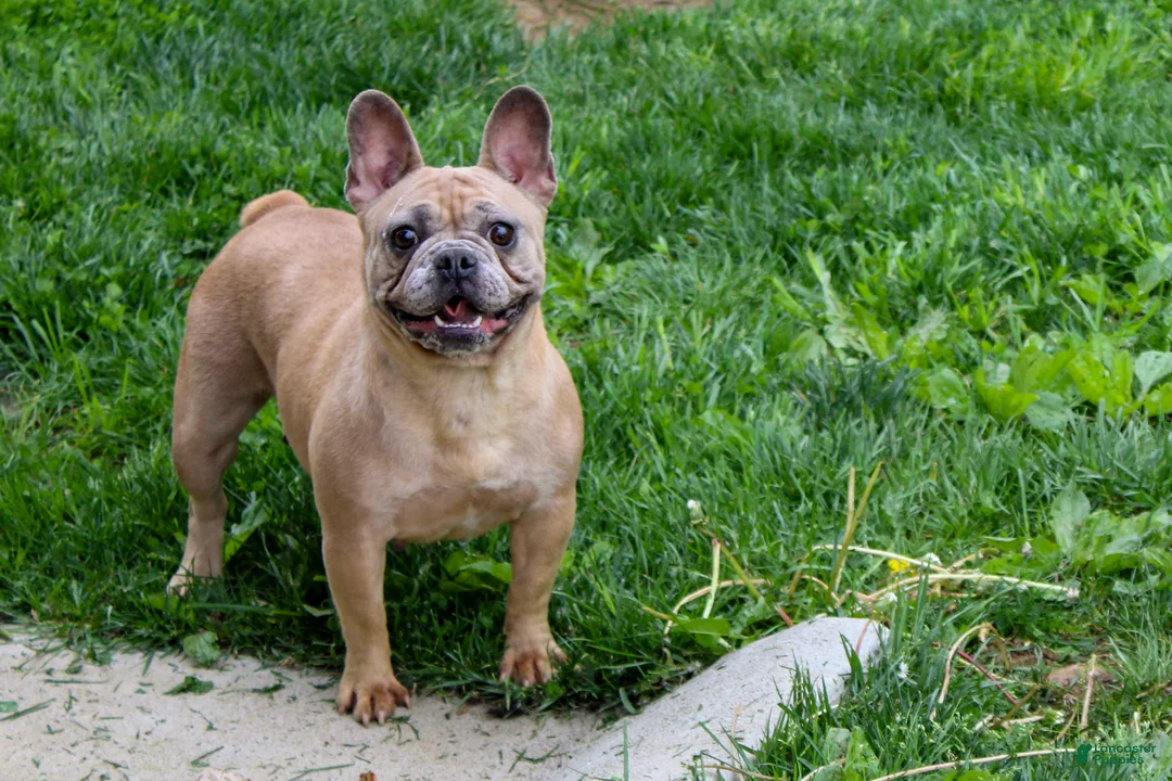 French Bulldog dogs for sale: Copper - Ad 17