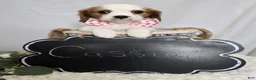 Cavalier King Charles Spaniel dogs for sale: Cassie - Ad 4