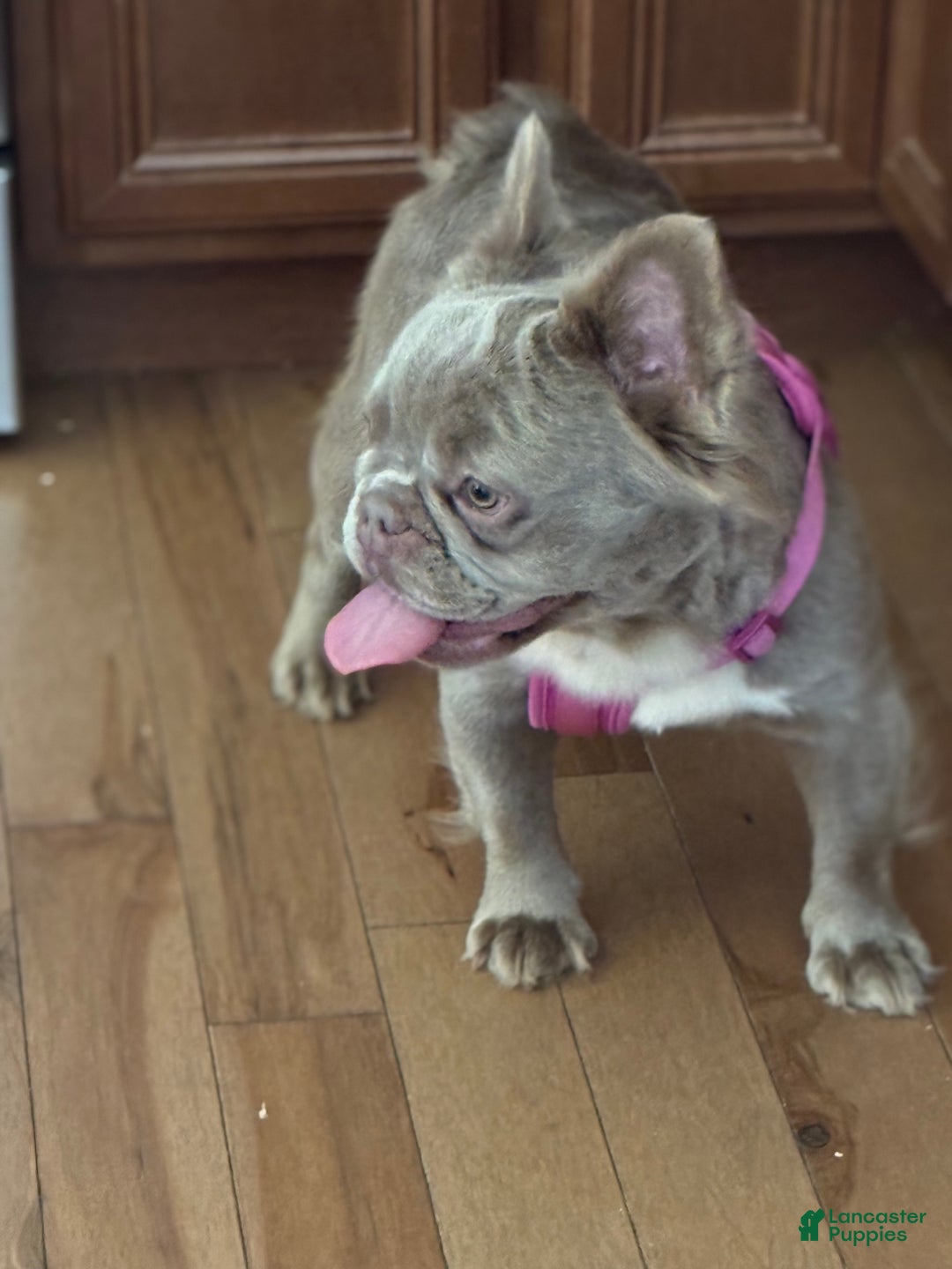 French Bulldog dogs for sale: French Bulldog Puppy 3 - Ad 1