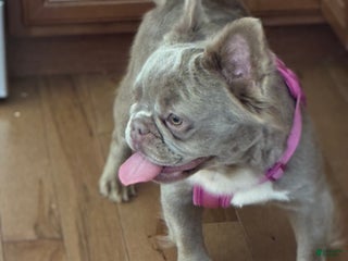 French Bulldog dogs French Bulldog Puppy 3 - Ad 4