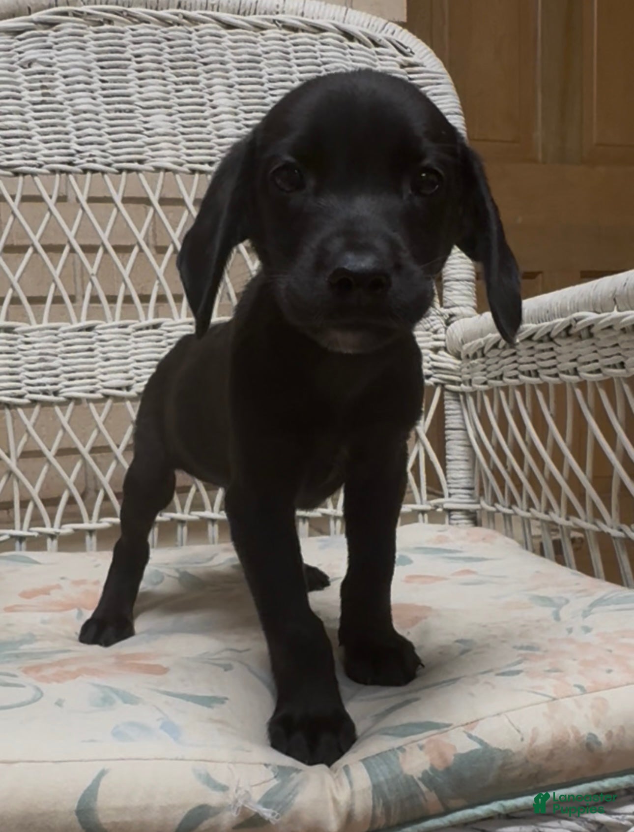 Labrador Retriever dogs for sale: Labrador Retriever Jackie - Ad 41