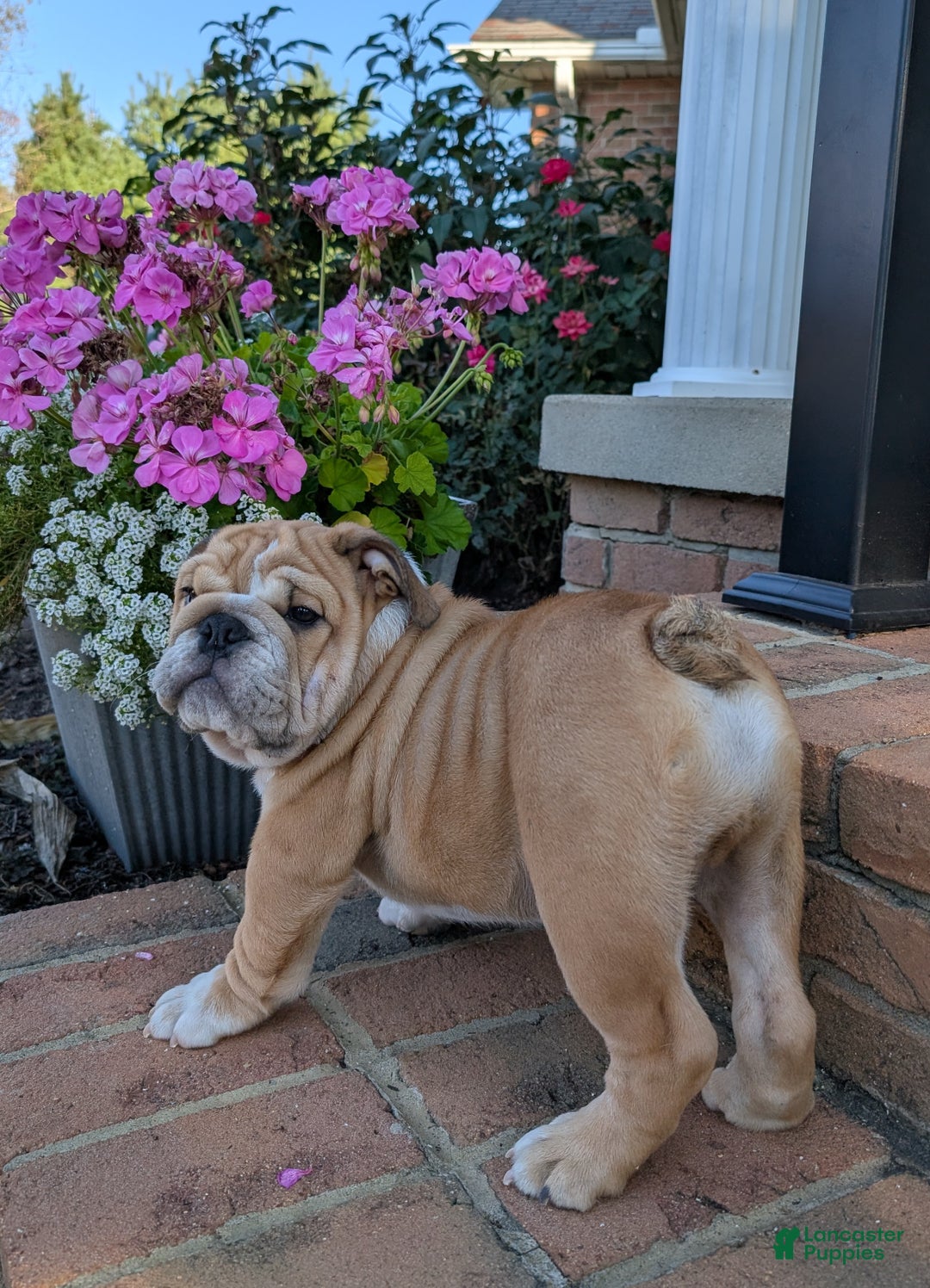 English Bulldog Shar Pei Mix English Bulldog Bulldog Shar Pei Mix