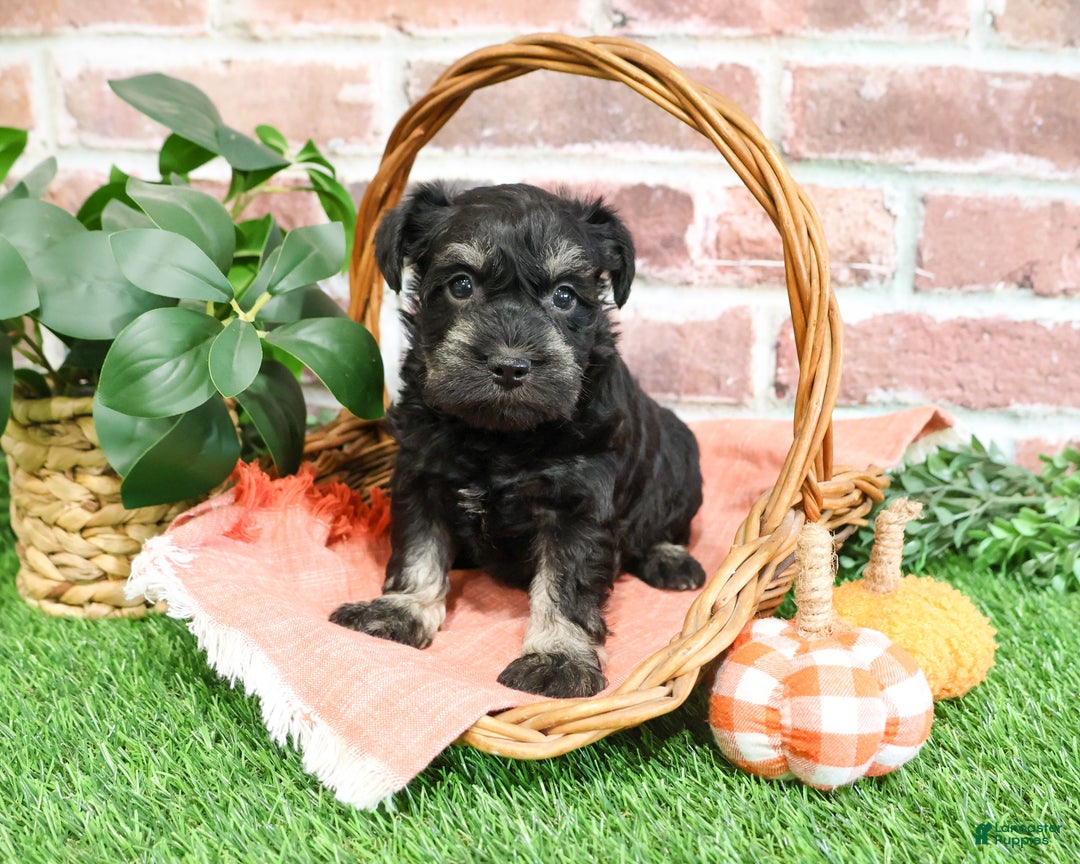 Miniature Schnauzer dogs for sale: Paige - Ad 8