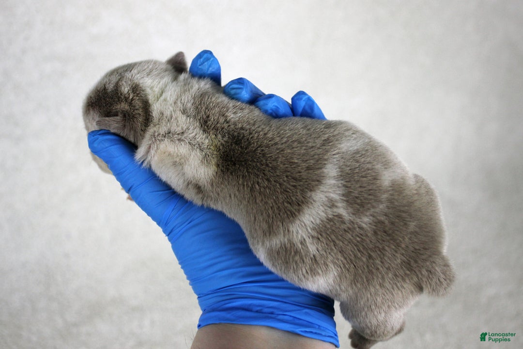 American Bully dogs for sale: Lilac Merle Male - Ad 3