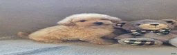 Maltipoo dogs for sale: Tucker - Ad 11