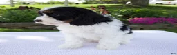 Cavapoo dogs for sale: Diesel - Ad 5