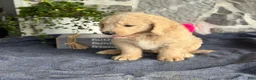 Goldendoodle dogs for sale: Nash - Ad 3