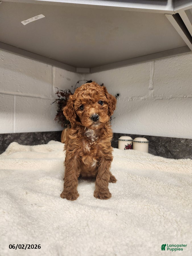 Mini Goldendoodle dogs Abby - Ad 11