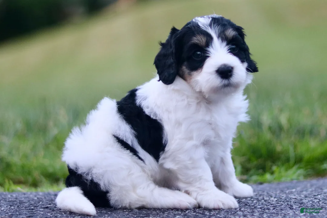 Mini Bernedoodle dogs for sale: Gracie - Ad 1