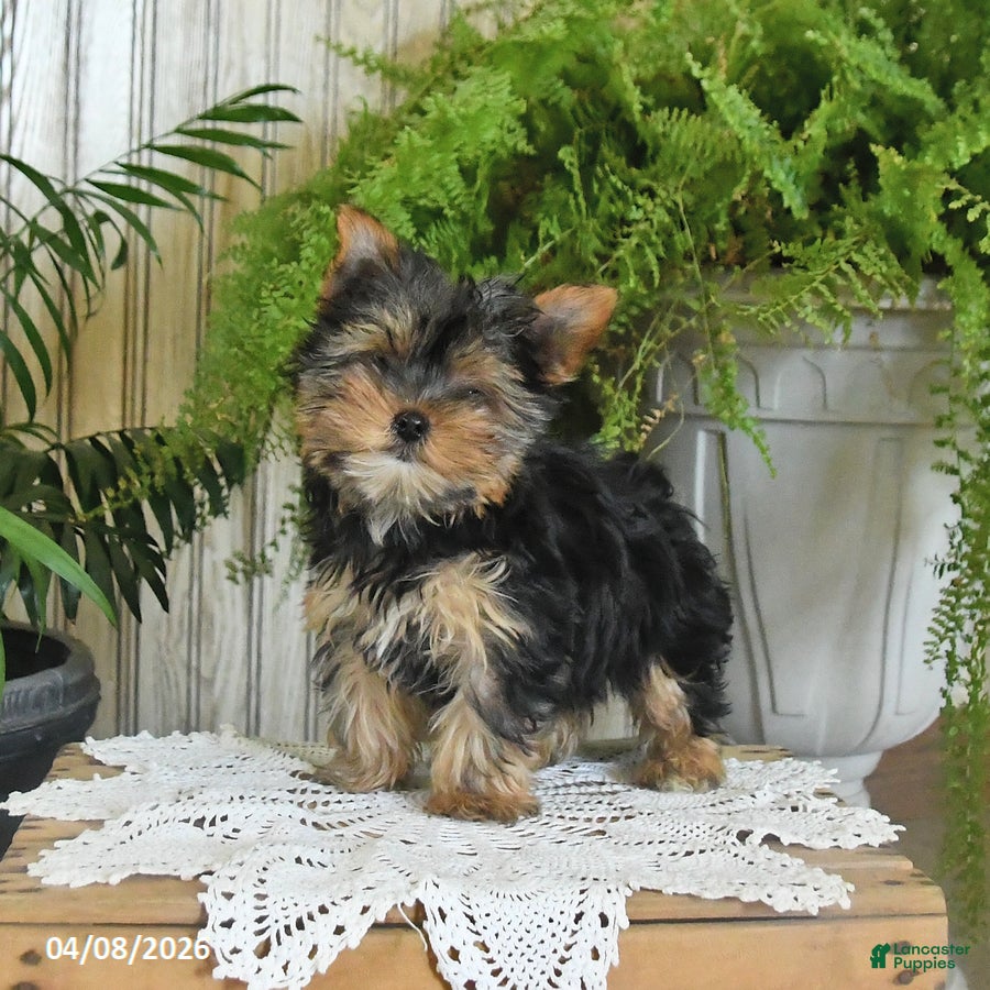 Yorkshire Terrier dogs Ruby - Ad 1