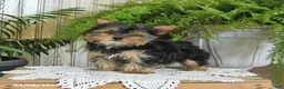 Yorkshire Terrier dogs for sale: Ruby - Ad 1
