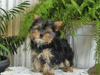Yorkshire Terrier dogs for sale: Ruby - Ad 2