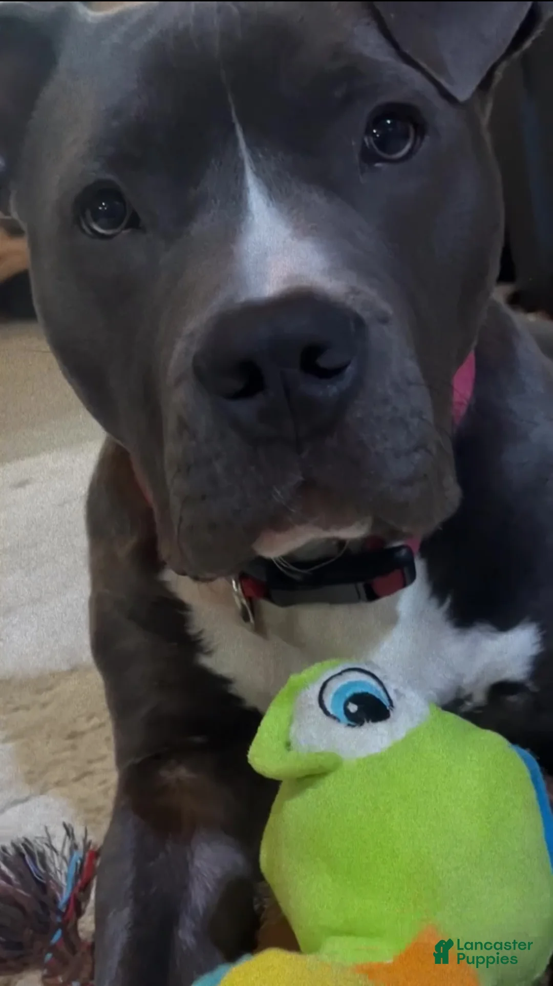 American Bully dogs for stud: American Bully - Ad 1