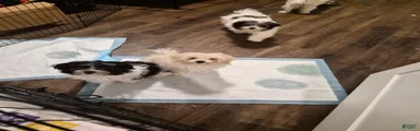 Mixed Breed Puppy 2