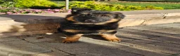 German Shepherd dogs for sale: Remi - Ad 3