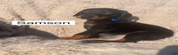 Doberman Pinscher dogs for sale: Samson - Ad 3