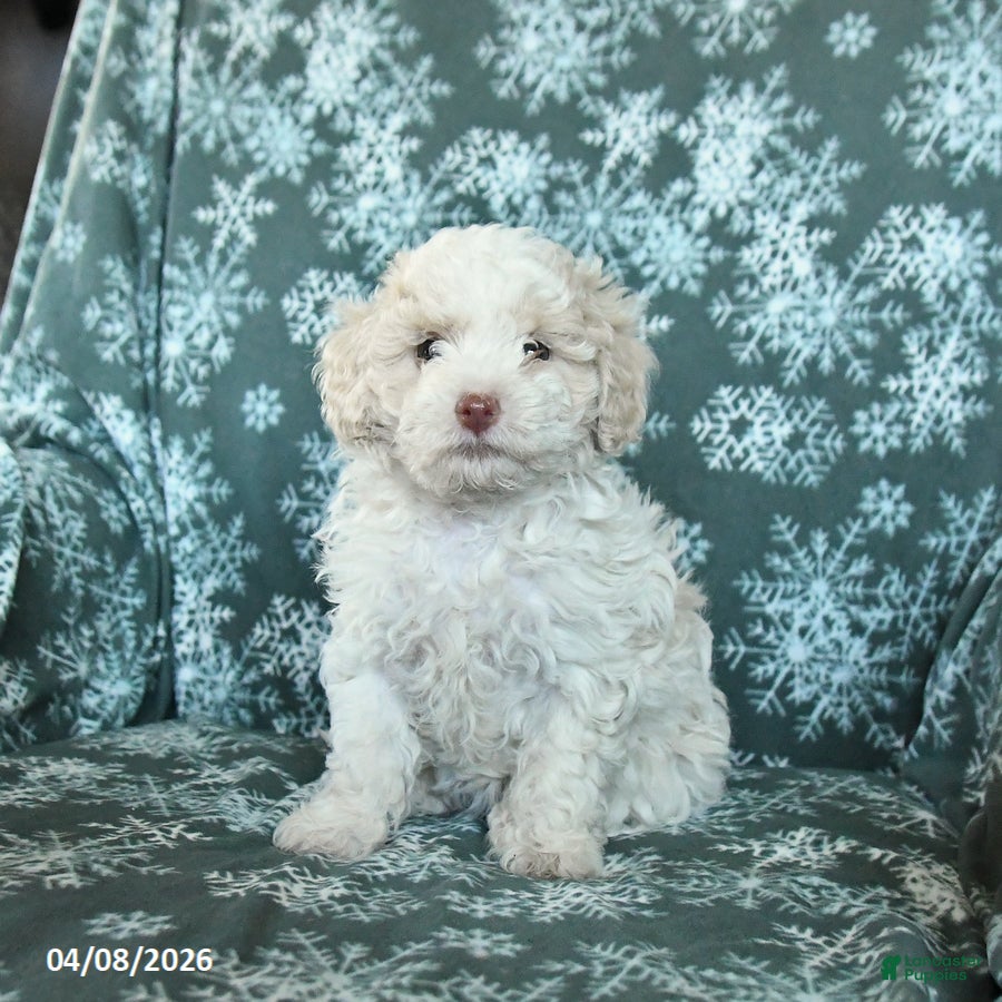 Toy Poodle dogs Peach  - Ad 1