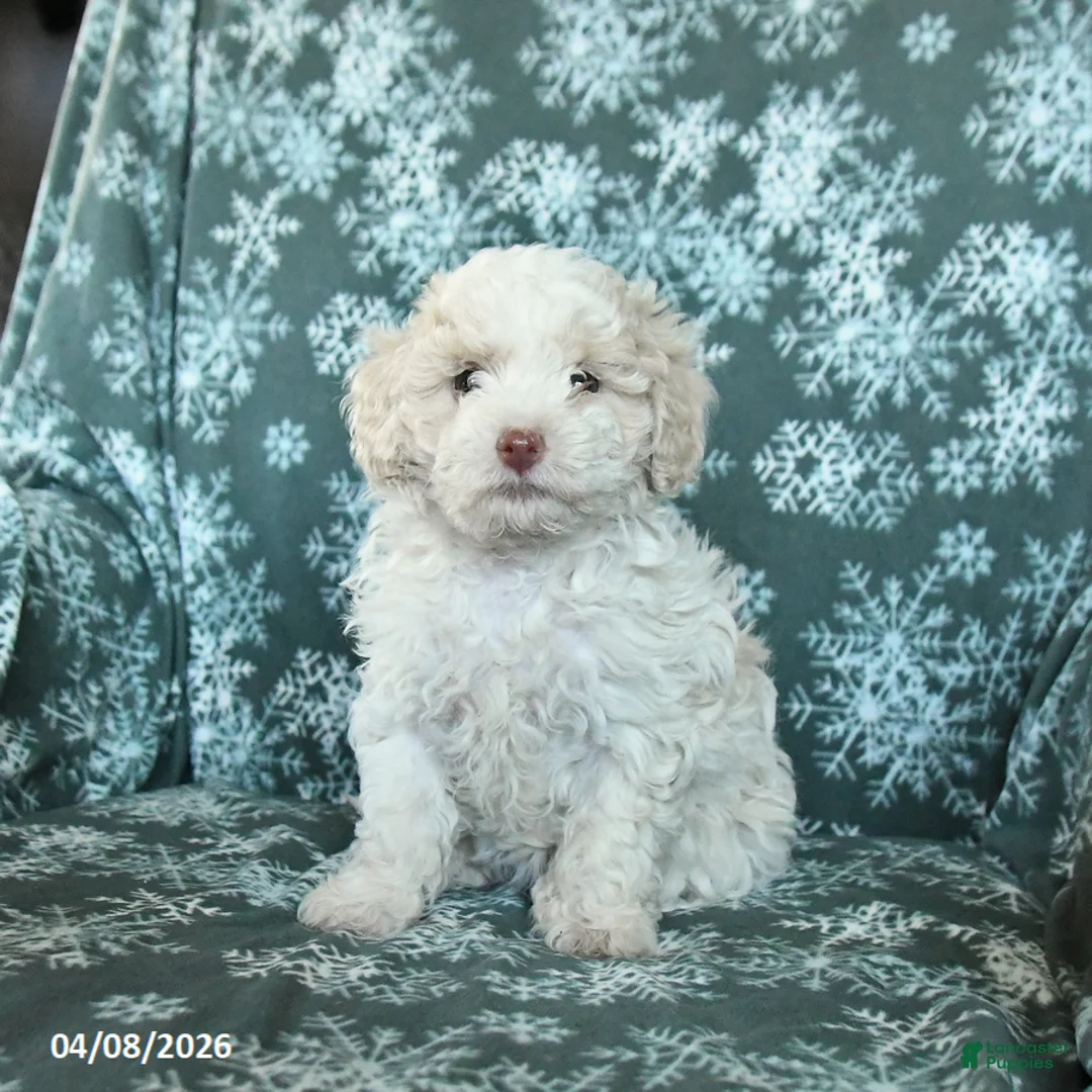 Toy Poodle dogs for sale: Peach  - Ad 1