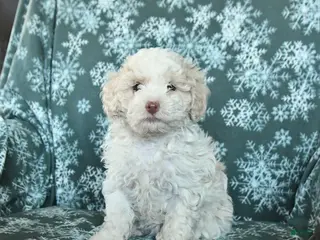Toy Poodle dogs for sale: Peach - Ad 4