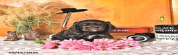 Cocker Spaniel dogs for sale: Renae - Ad 3
