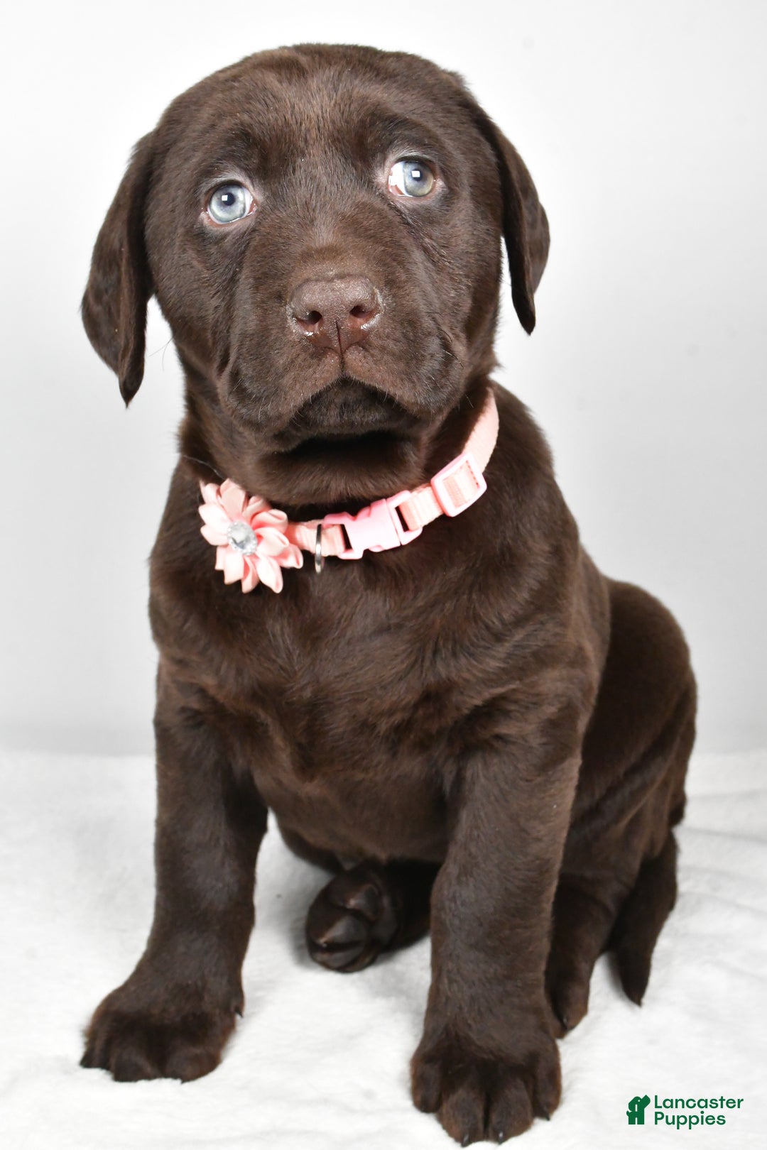 Labrador Retriever dogs for sale: Nova - Ad 5
