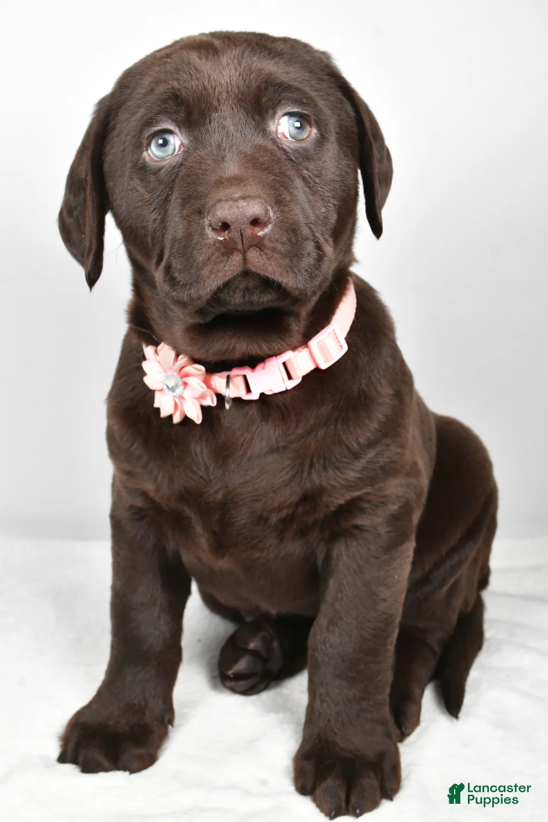 Labrador Retriever dogs for sale: Nova - Ad 5