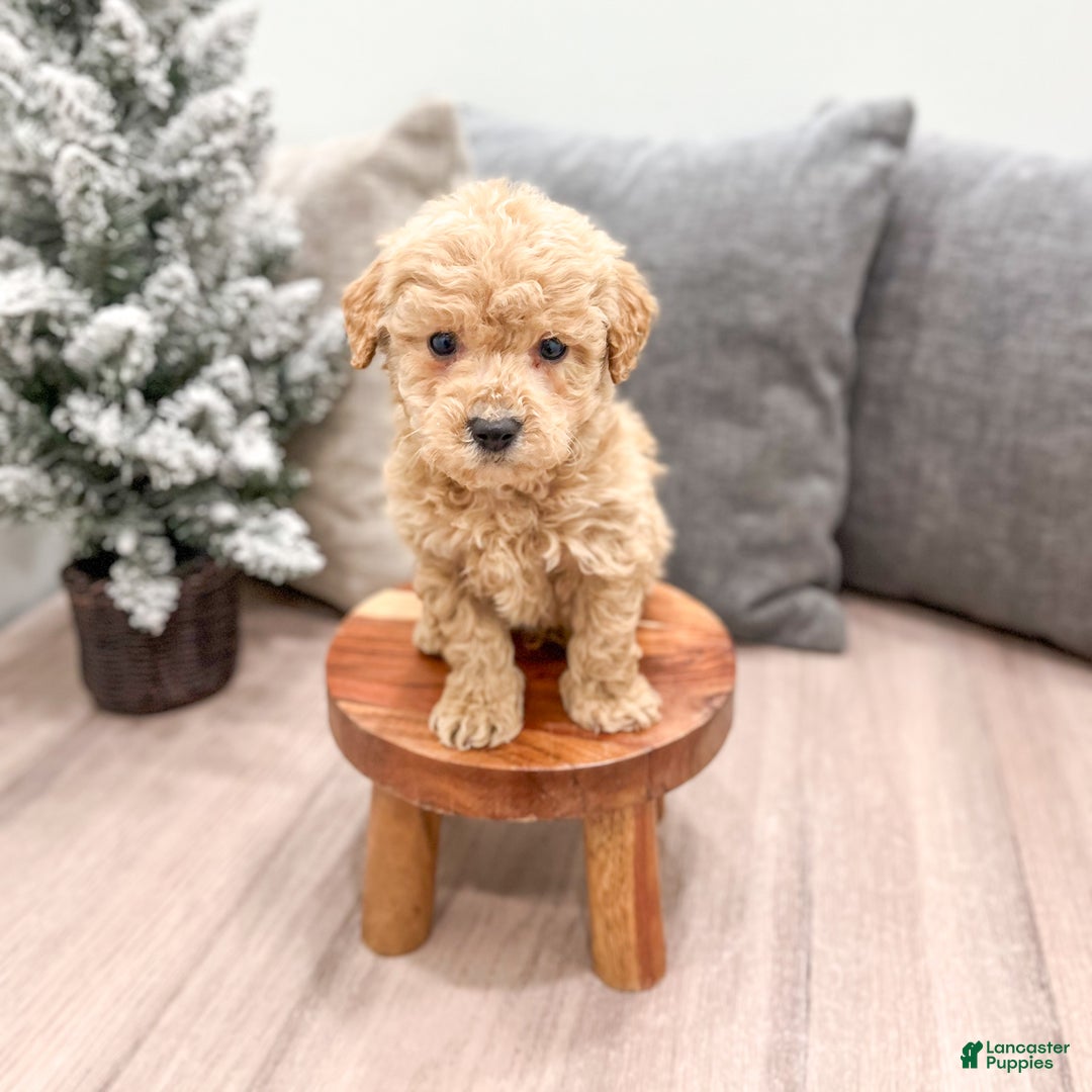 Goldendoodle dogs for sale: Archie - Ad 3