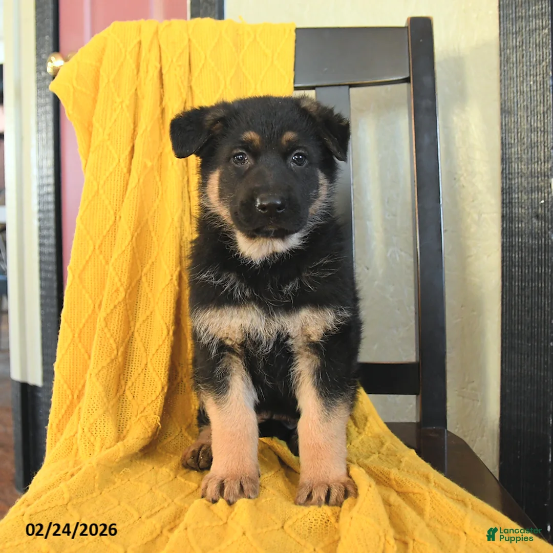 German Shepherd dogs for sale: Ginger - Ad 4