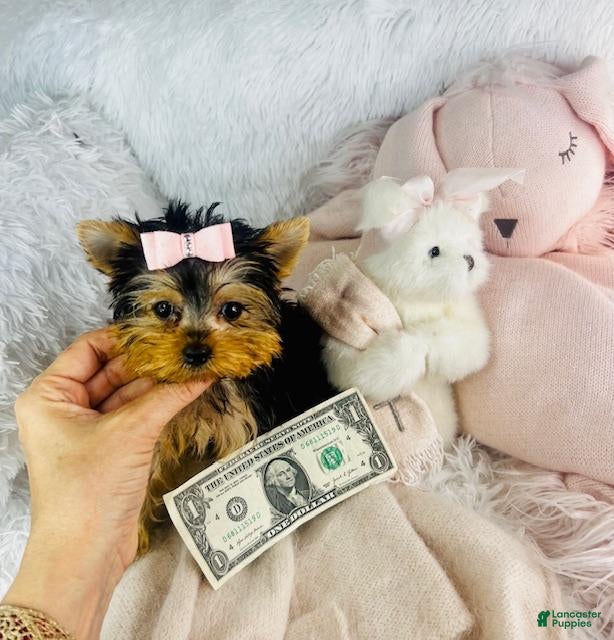 Yorkshire Terrier dogs Yorkshire Terrier 1 - Ad 1