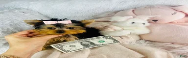 Yorkshire Terrier 1