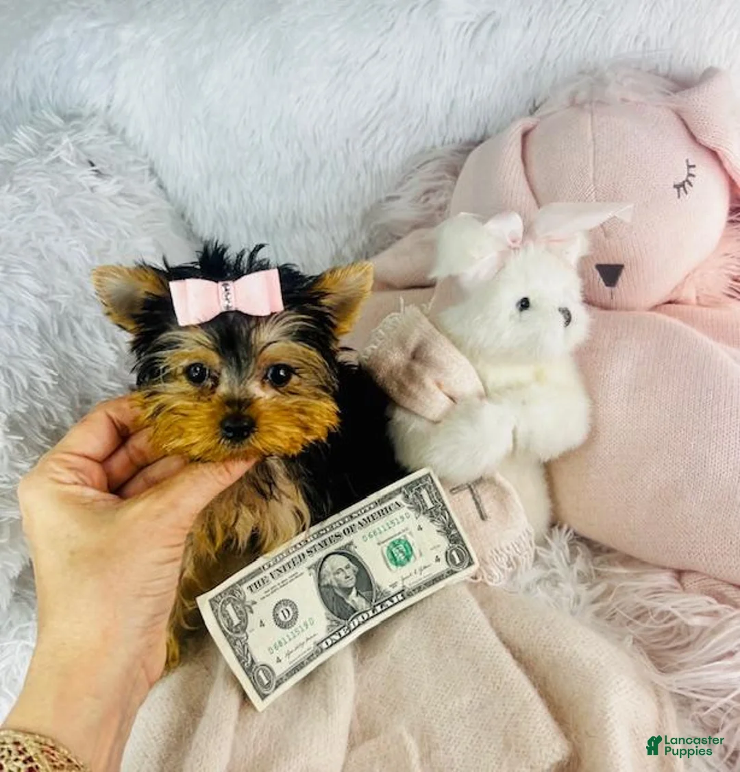 Yorkshire Terrier dogs for sale: Yorkshire Terrier 1 - Ad 1
