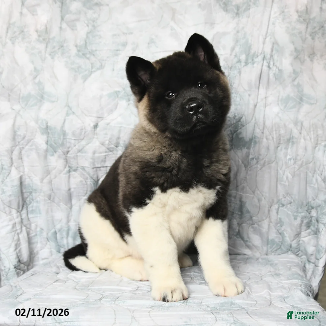 Akita dogs for sale: Rusty - Ad 1