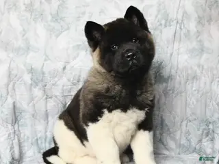 Akita dogs Rusty - Ad 1