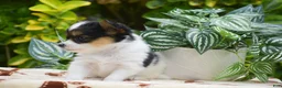Papillon dogs for sale: Flora - Ad 6