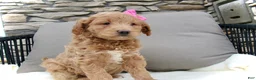 Mini Goldendoodle dogs for sale: Chloe - Ad 4