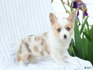 Welsh Corgi Pembroke dogs for sale: Chelsea - Ad 3