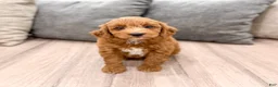 Mini Goldendoodle dogs for sale: Amber - Ad 8