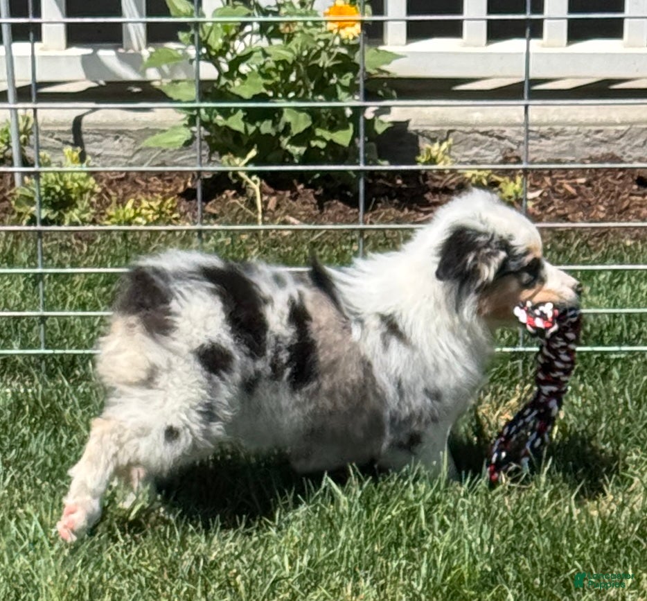 Australian Shepherd dogs Australian Shepherd Female - Ad 4