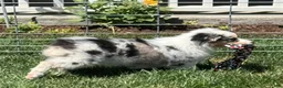 Australian Shepherd dogs for sale: Australian Shepherd Female - Ad 1