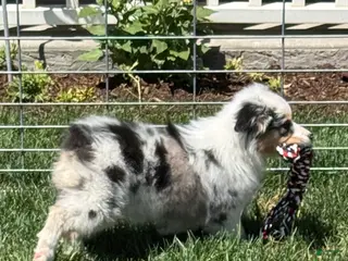 Australian Shepherd dogs Australian Shepherd Female - Ad 4
