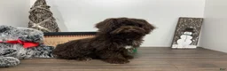 Shihpoo dogs for sale:  Tommy - Ad 4
