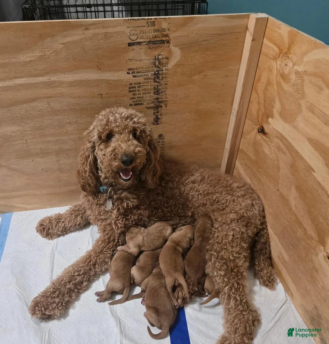 Goldendoodle dogs for sale: Goldendoodle 2 - Ad 3