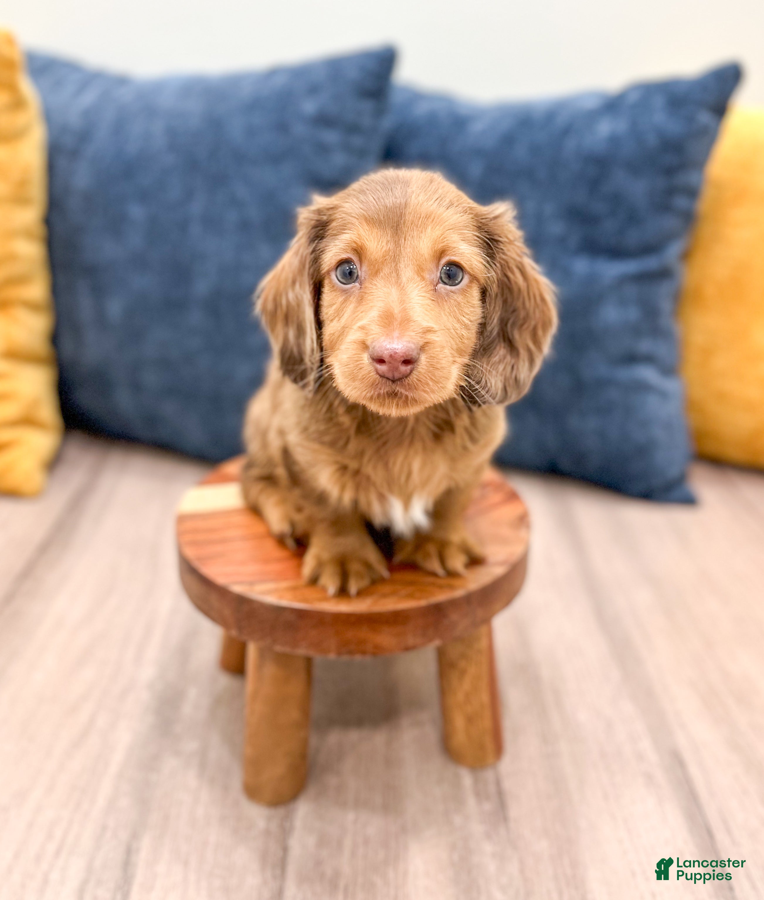 Miniature Dachshund dogs Tyson - Ad 16