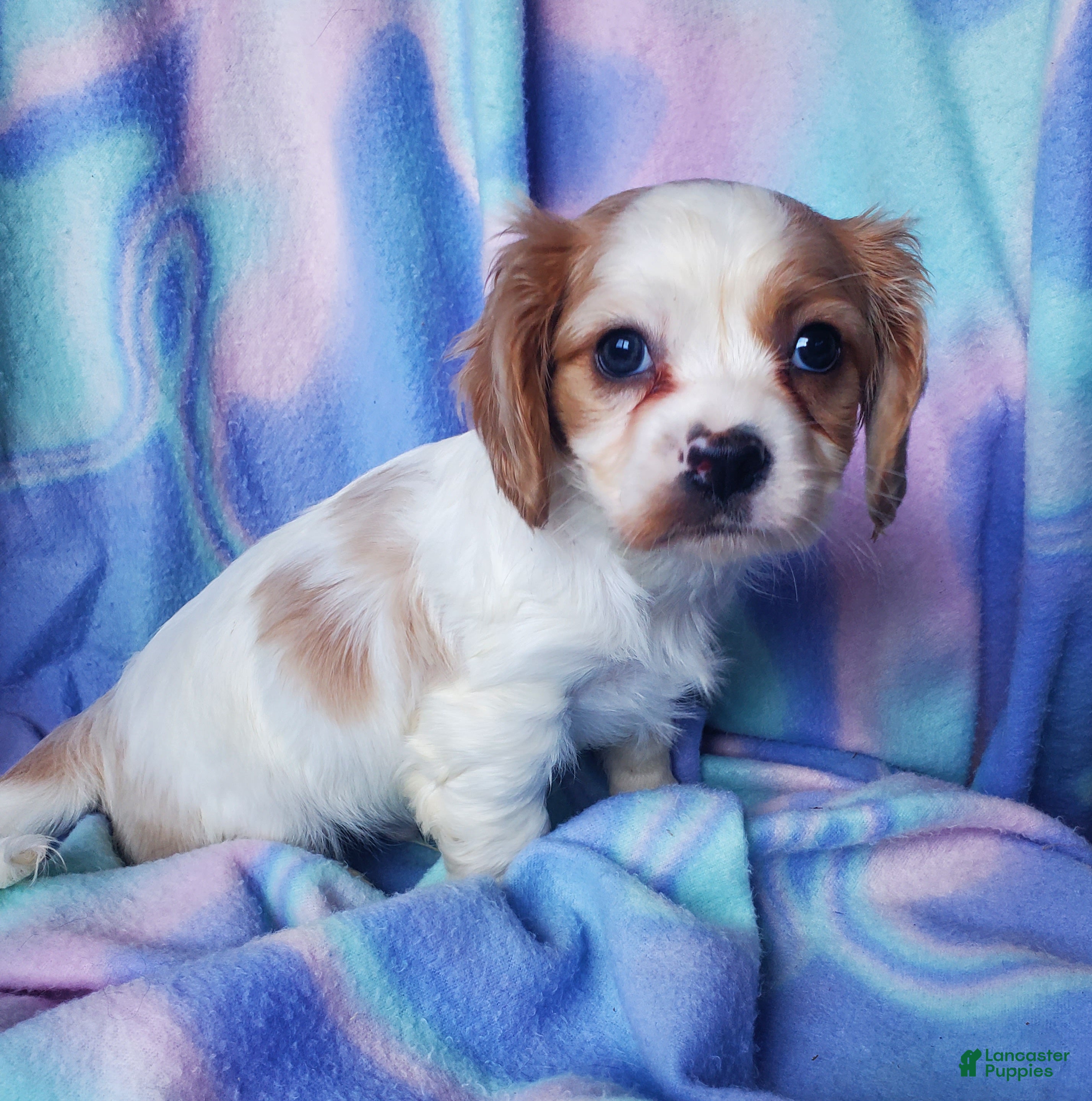 Cavachon dogs Kacie - Ad 1