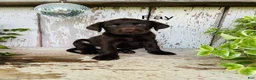 Labrador Retriever dogs for sale: Fay - Ad 1