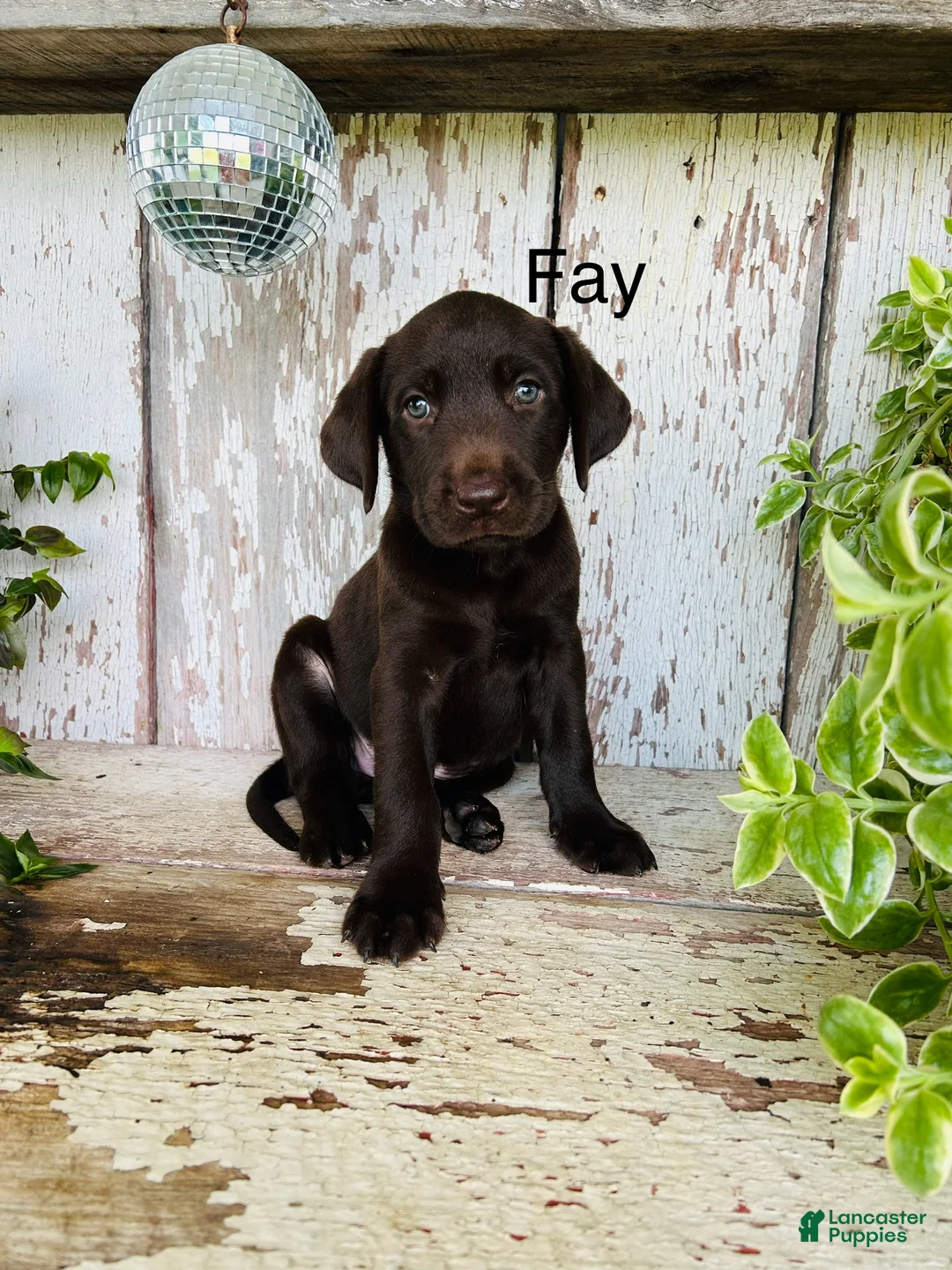 Labrador Retriever dogs for sale: Fay - Ad 1