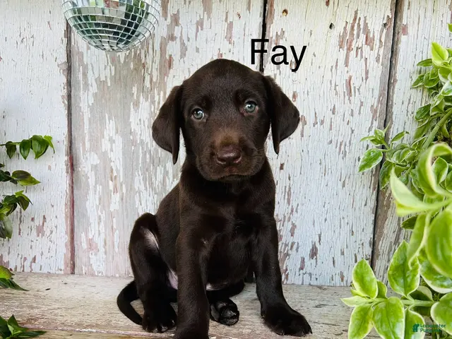 Labrador Retriever dogs for sale: Fay - Ad 2