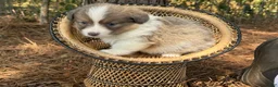 Welsh Corgi Pembroke dogs for sale: Fluffy sable - Ad 4