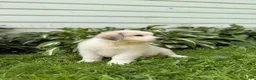 Great Pyrenees dogs for sale: Nicky - Ad 14